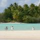 39- Sternes royales sur un banc a maree basse 